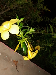 Allamanda cathartica