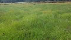 Eleocharis robbinsii