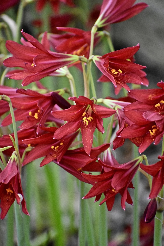Oxblood Lily
