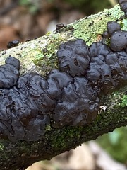 Exidia