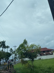 Melicoccus bijugatus