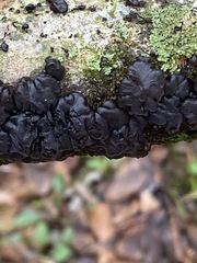 Exidia
