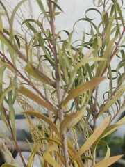Spiraea thunbergii