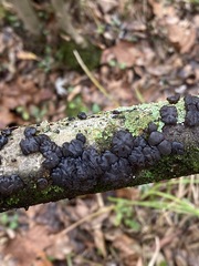 Exidia