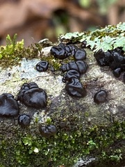 Exidia