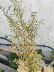 Spiraea thunbergii