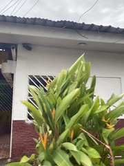 Heliconia psittacorum