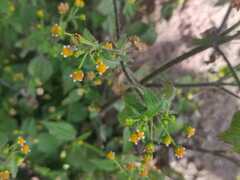 Galinsoga parviflora