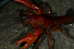 Cambarus dubius