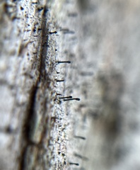 Chaenotheca brunneola