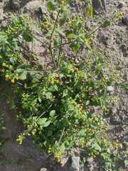 Galinsoga parviflora