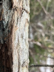 Chaenotheca brunneola