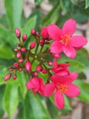 Jatropha integerrima
