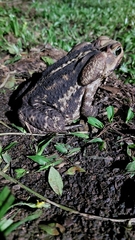 Rhinella icterica