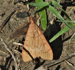 Pyraustinae