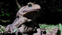 Rhinella icterica