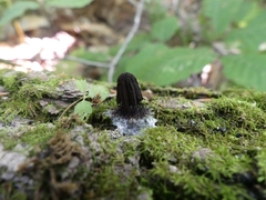Stemonitis splendens