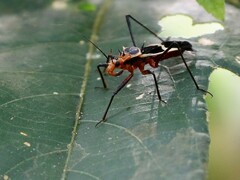 Zelurus circumcinctus