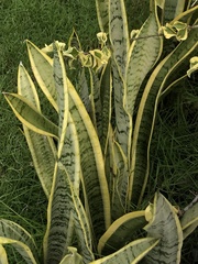 Sansevieria