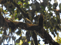 Setophaga castanea