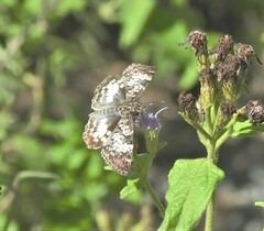 Chiomara georgina