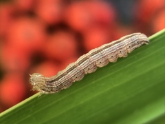 Protodeltote muscosula