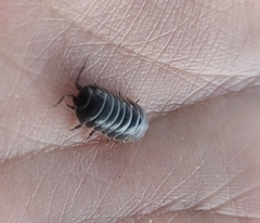 Armadillidium vulgare