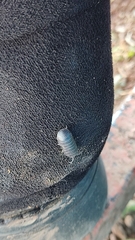 Armadillidium vulgare