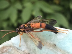 Conocalama quebecensis