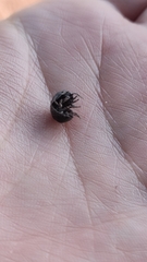 Armadillidium vulgare