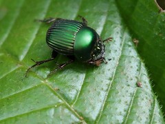 Chalcocopris hesperus