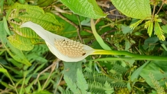 Spathiphyllum wallisii