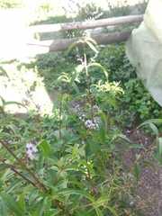 Aloysia citrodora