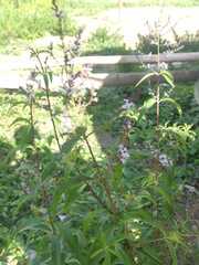 Aloysia citrodora