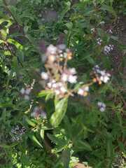 Aloysia citrodora