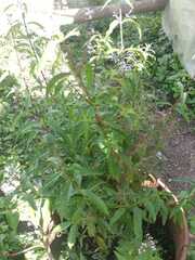 Aloysia citrodora