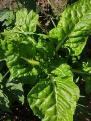 Beta vulgaris cicla