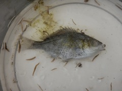 Hysterocarpus traskii