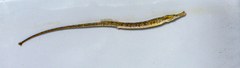 Syngnathus abaster