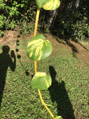 Epipremnum