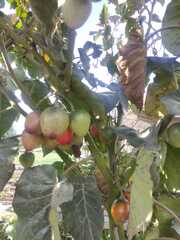 Solanum betaceum