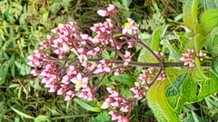 Miconia subcrustulata