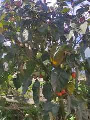 Solanum betaceum