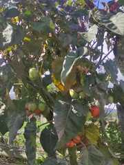 Solanum betaceum
