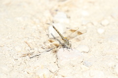 Brachythemis impartita