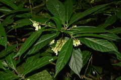 Polygalaceae