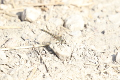 Brachythemis impartita