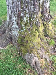 Protopannaria pezizoides