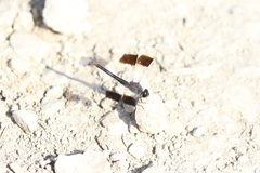 Brachythemis impartita