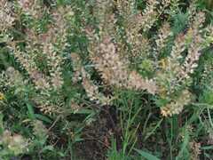 Lepidium bipinnatifidum